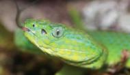 New Species of Viper found in Honduras